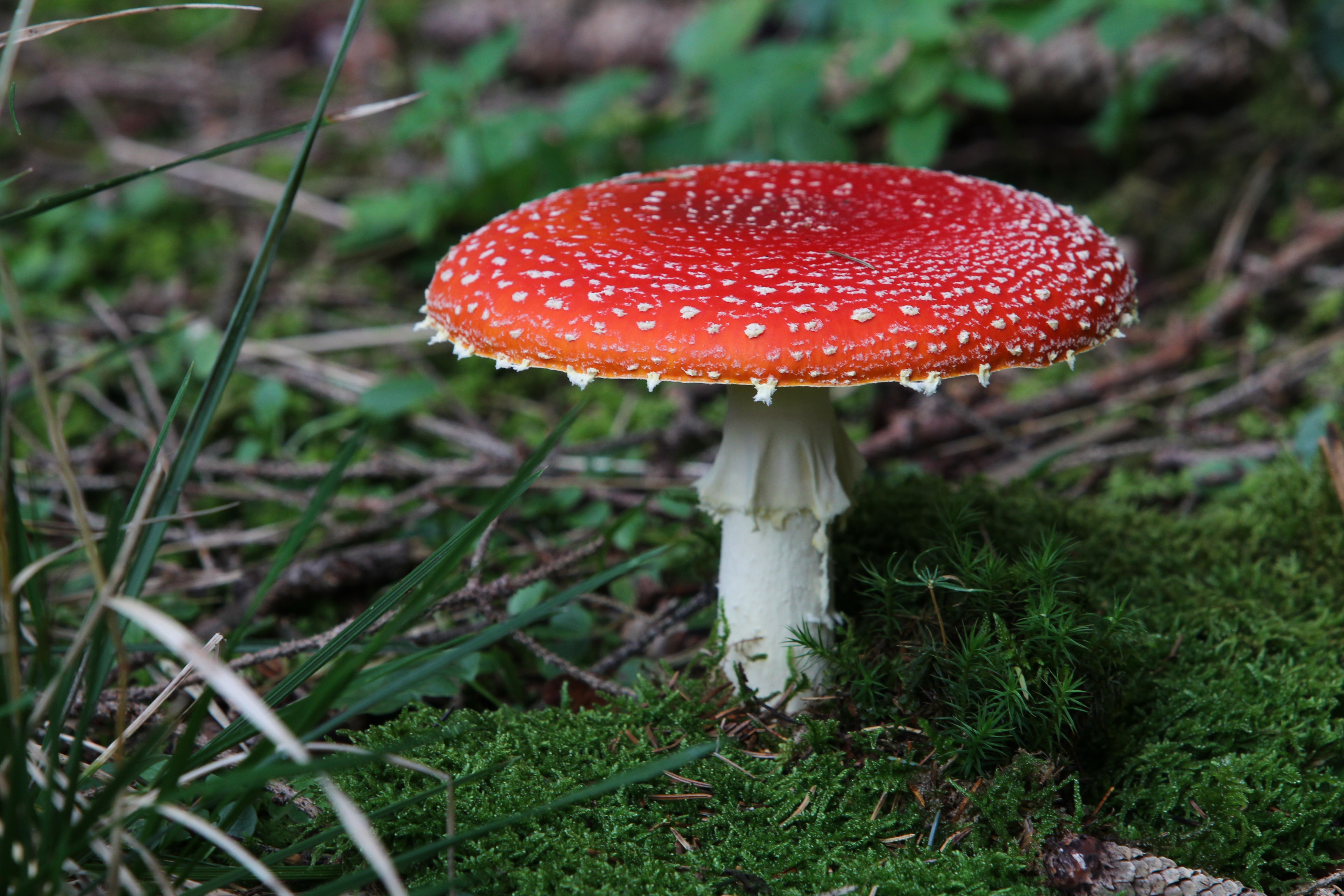 Muscaria Gummies: Unpacking the Hype Behind Legal Mushroom Treats