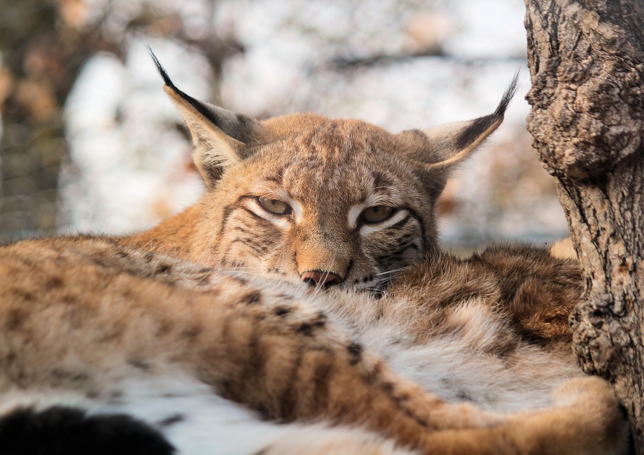 Feature, nature, the eurasian lynx — Rocketplay Login on Mobile Tips for Easy Browser Access