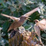 Starling, nature, sparrow — Tower Rush in Italia: lettura chiara per sessioni ordinate